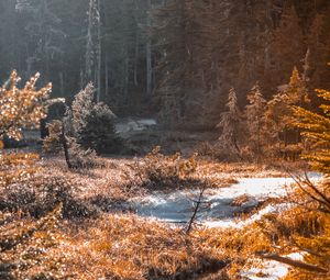 Preview wallpaper river, stream, grass, forest