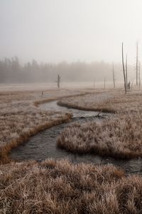 Preview wallpaper river, stream, grass, fog