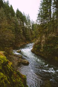 Preview wallpaper river, stream, spruce, trees