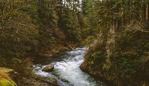 Preview wallpaper river, stream, spruce, trees