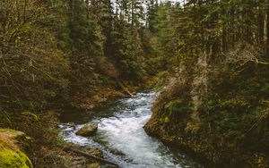 Preview wallpaper river, stream, spruce, trees