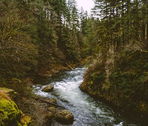 Preview wallpaper river, stream, spruce, trees