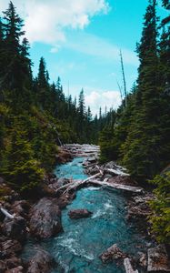 Preview wallpaper river, stream, stones, spruce, forest