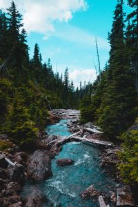 Preview wallpaper river, stream, stones, spruce, forest