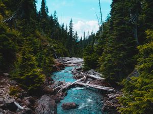 Preview wallpaper river, stream, stones, spruce, forest