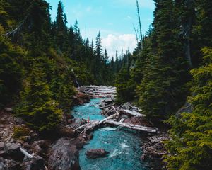 Preview wallpaper river, stream, stones, spruce, forest