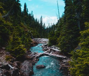 Preview wallpaper river, stream, stones, spruce, forest