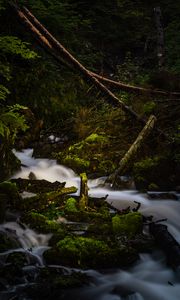 Preview wallpaper river, stream, stones, moss, branches