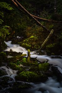 Preview wallpaper river, stream, stones, moss, branches