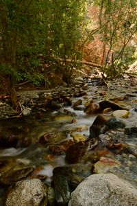 Preview wallpaper river, stream, stones, trees, water
