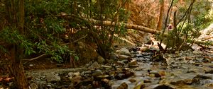 Preview wallpaper river, stream, stones, trees, water