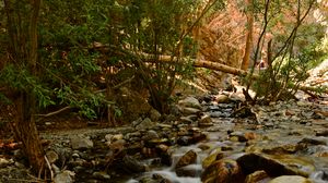 Preview wallpaper river, stream, stones, trees, water