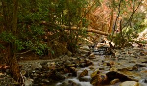 Preview wallpaper river, stream, stones, trees, water