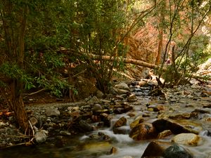 Preview wallpaper river, stream, stones, trees, water