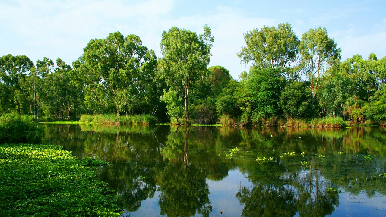 Wallpaper river, summer, trees, reflection
