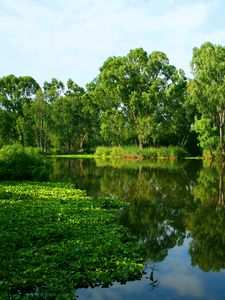 Preview wallpaper river, summer, trees, reflection