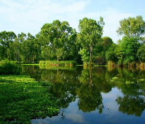 Preview wallpaper river, summer, trees, reflection