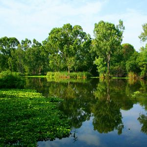 Preview wallpaper river, summer, trees, reflection