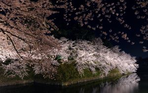 Preview wallpaper river, tree, flowers, branches