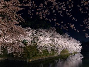 Preview wallpaper river, tree, flowers, branches