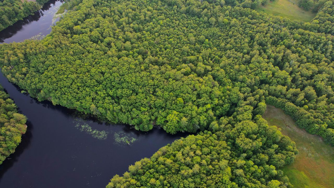 Wallpaper river, trees, aerial view, nature