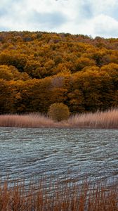 Preview wallpaper river, trees, autumn, grass