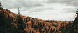 Preview wallpaper river, trees, autumn, stones, stream