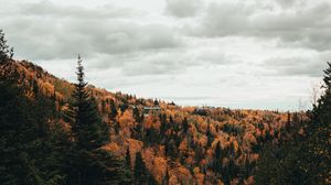 Preview wallpaper river, trees, autumn, stones, stream