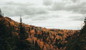 Preview wallpaper river, trees, autumn, stones, stream