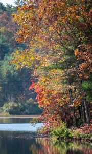 Preview wallpaper river, trees, autumn, branches reflection