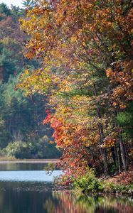 Preview wallpaper river, trees, autumn, branches reflection