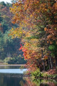 Preview wallpaper river, trees, autumn, branches reflection