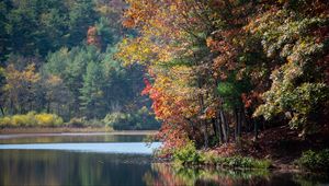 Preview wallpaper river, trees, autumn, branches reflection