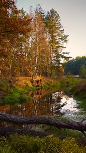 Preview wallpaper river, trees, autumn, landscape