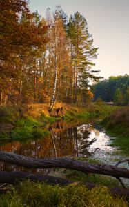 Preview wallpaper river, trees, autumn, landscape