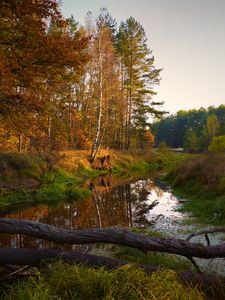 Preview wallpaper river, trees, autumn, landscape