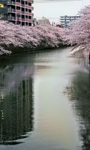 Preview wallpaper river, trees, blossoms, buildings