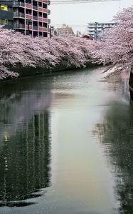 Preview wallpaper river, trees, blossoms, buildings