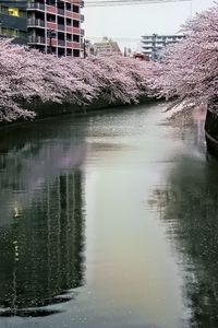 Preview wallpaper river, trees, blossoms, buildings