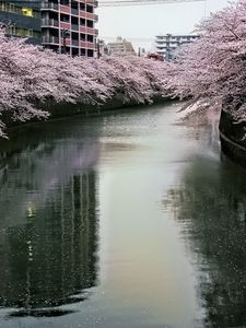 Preview wallpaper river, trees, blossoms, buildings