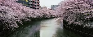 Preview wallpaper river, trees, blossoms, buildings