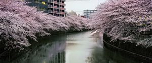 Preview wallpaper river, trees, blossoms, buildings