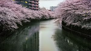 Preview wallpaper river, trees, blossoms, buildings