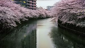 Preview wallpaper river, trees, blossoms, buildings