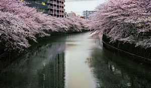 Preview wallpaper river, trees, blossoms, buildings