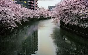 Preview wallpaper river, trees, blossoms, buildings