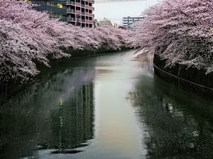 Preview wallpaper river, trees, blossoms, buildings