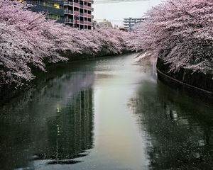 Preview wallpaper river, trees, blossoms, buildings