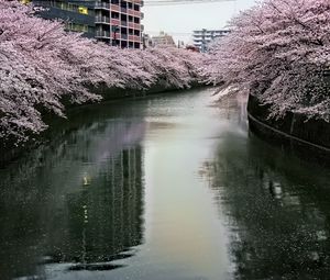 Preview wallpaper river, trees, blossoms, buildings