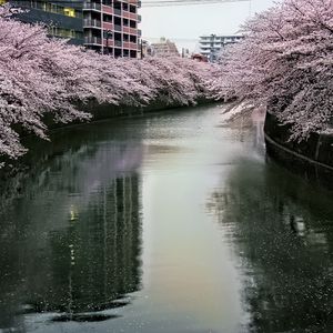 Preview wallpaper river, trees, blossoms, buildings